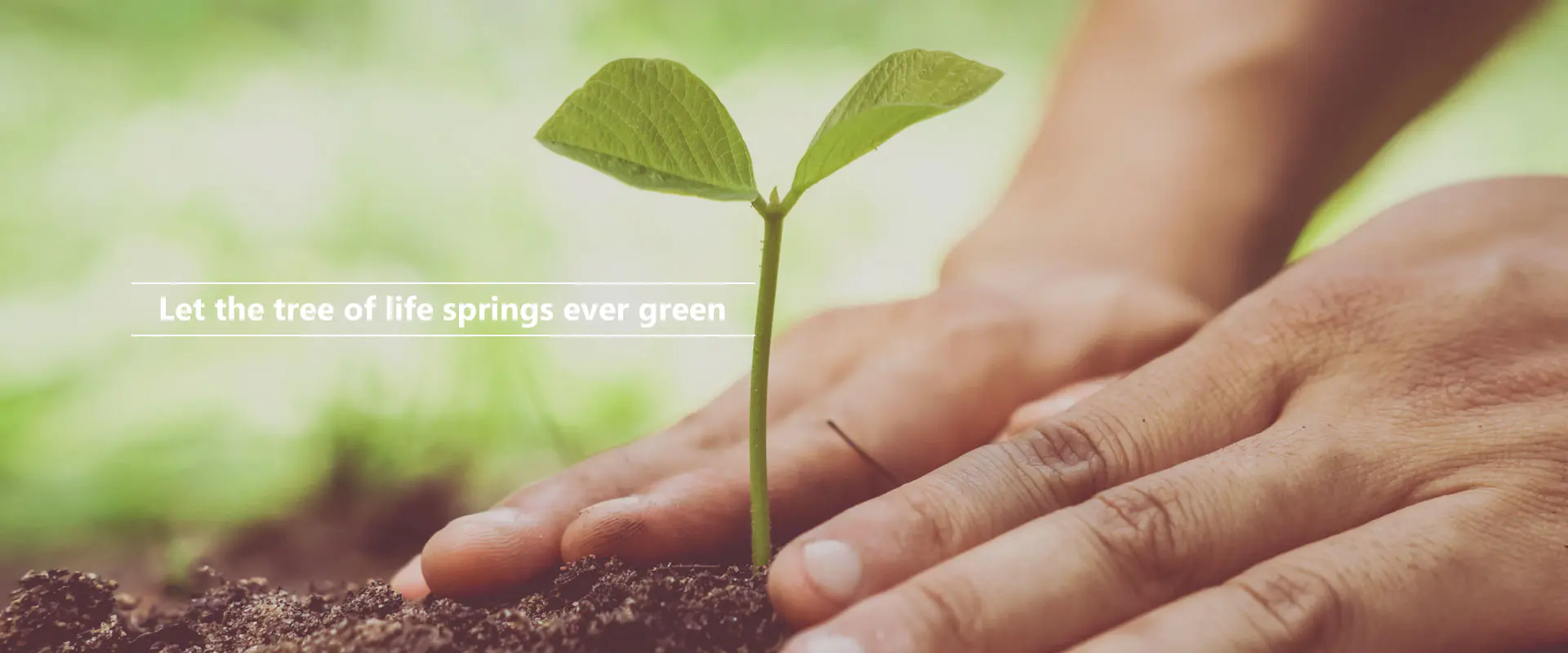 Qoy həyat ağacı həmişə yaşıllaşsın
